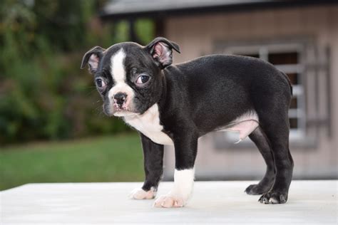 Breeds Boston Terrier, Boxer. . Boston terrier puppy for sale